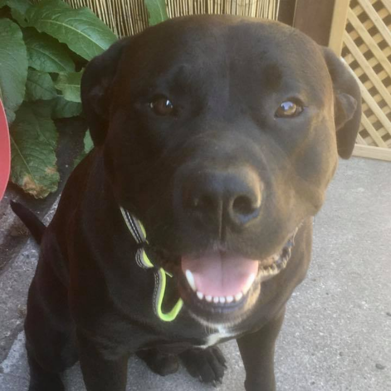 Dyno adopted
