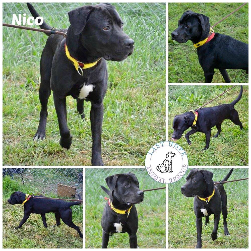 Nico
